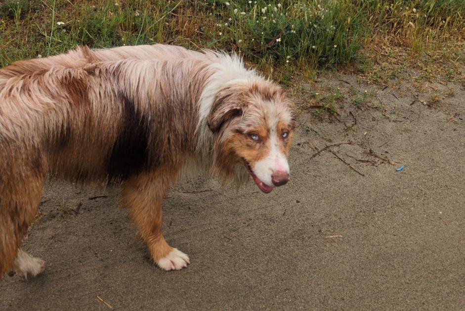 Fundmeldung Hund Männliche Lucciana Frankreich Fundmeldung Hund Männliche Lucciana Frankreich