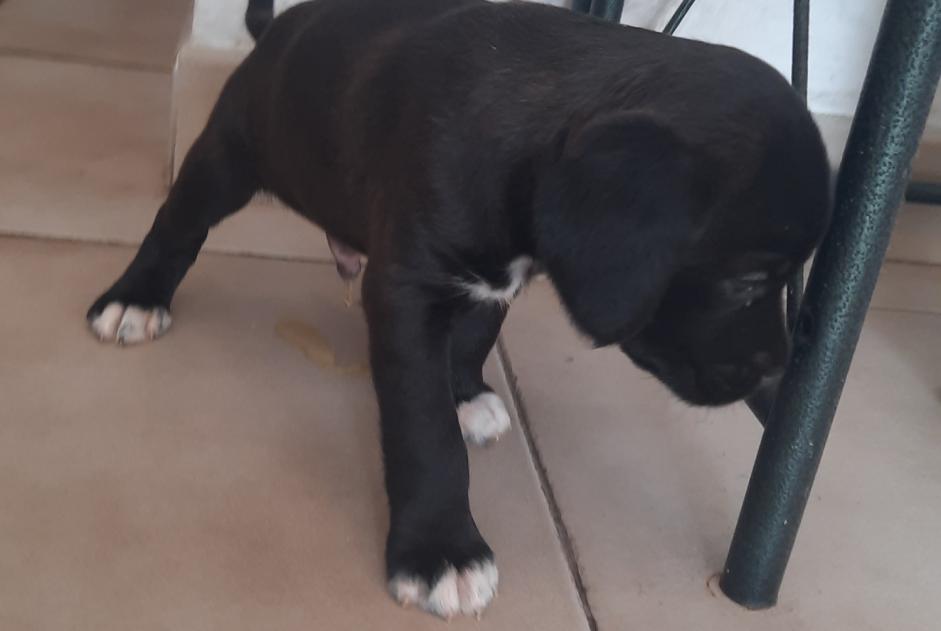 Discovery alert Dog Unknown Penta-di-Casinca France Discovery alert Dog Unknown Penta-di-Casinca France