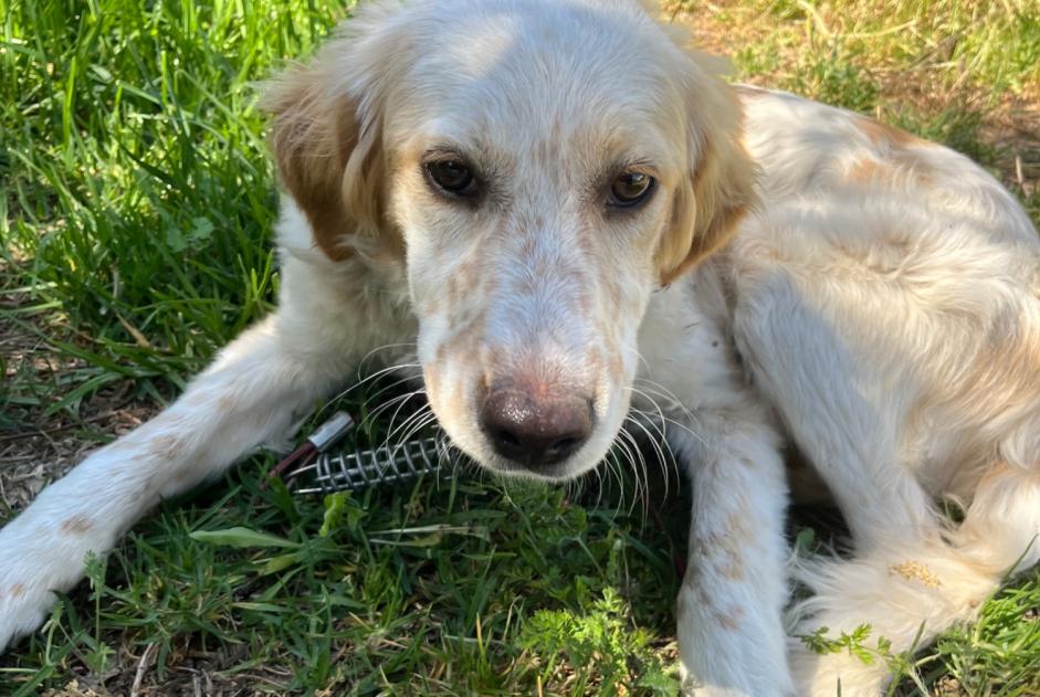 Alerte Découverte Chien croisement  Femelle Prunelli-di-Fiumorbo France