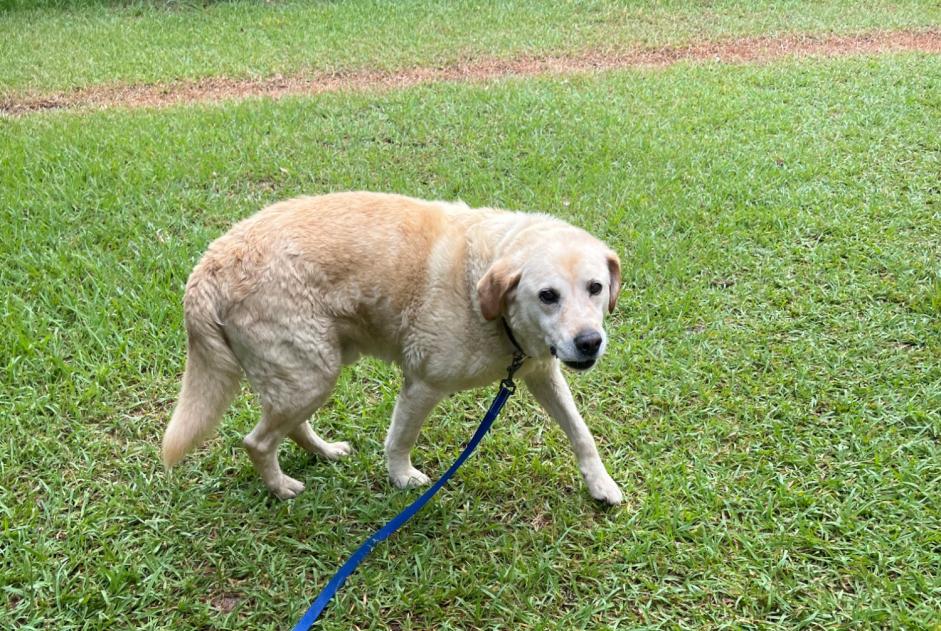 Alerte Découverte Chien Mâle Poggio-Mezzana France Alerte Découverte Chien Mâle Poggio-Mezzana France