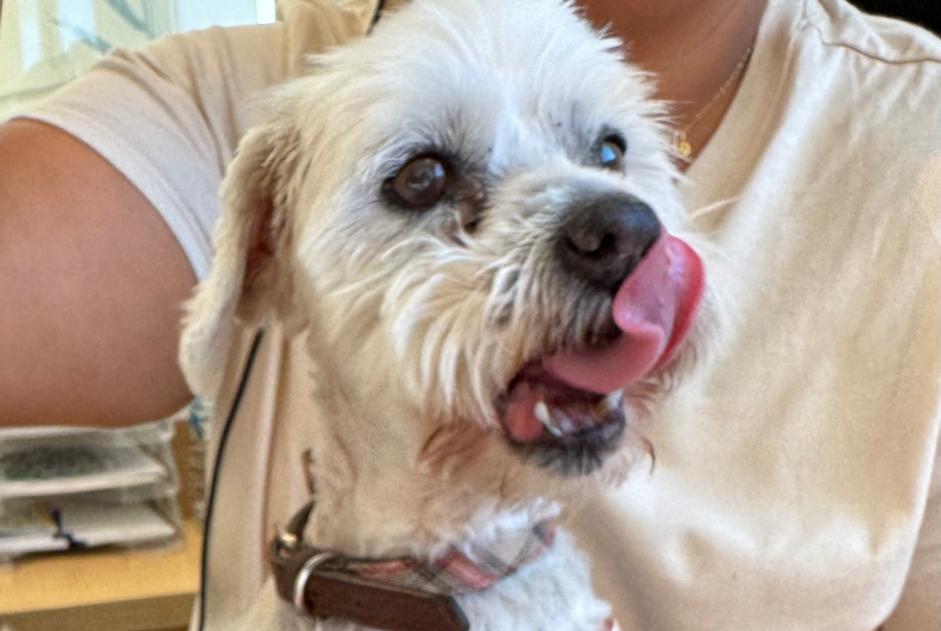 Ontdekkingsalarm Hond Vrouwtje Biguglia Frankrijk Ontdekkingsalarm Hond Vrouwtje Biguglia Frankrijk